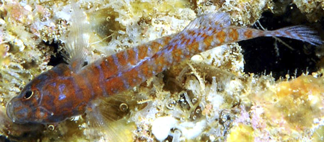 Corcyrogobius liechtensteini_08